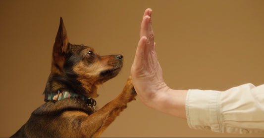 The Healing Power of Handmade Pottery Pet Urns: A Journey of Love and Remembrance